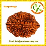 Mantra Siddha Natural Two Mukhi Nepali Rudraksha 2 Mukhi Rudraksh Two Mukhi  